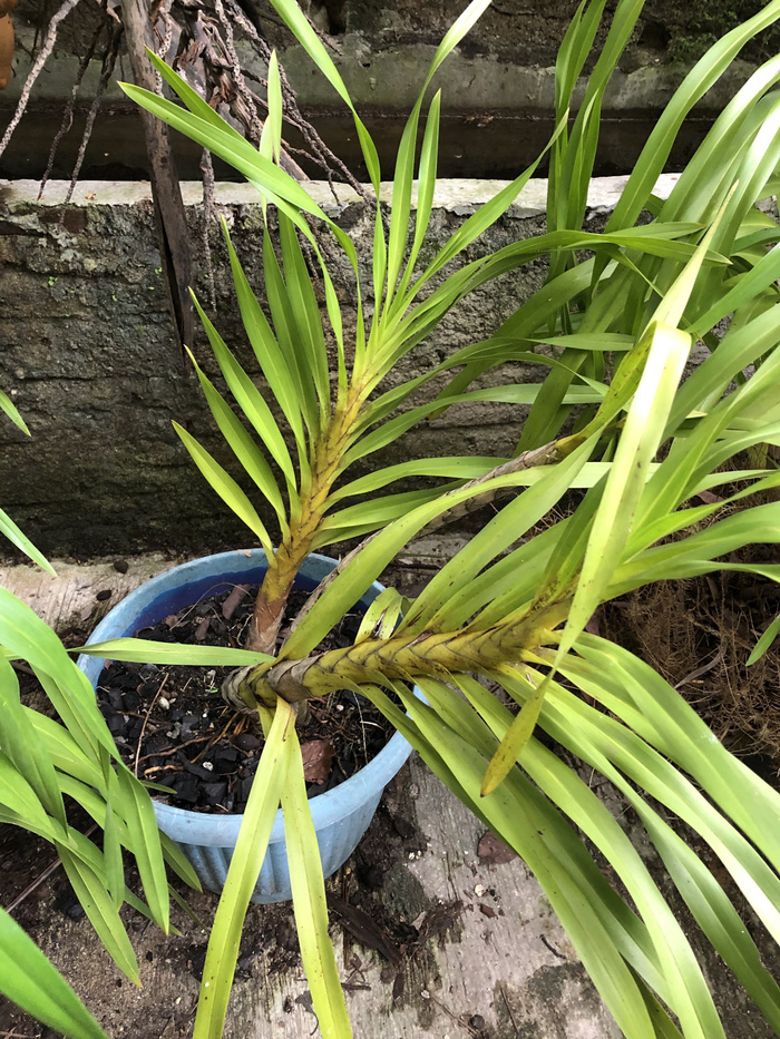 Jenis Anggrek Dendrobium Menggemaskan, 3 Cara Merawat
