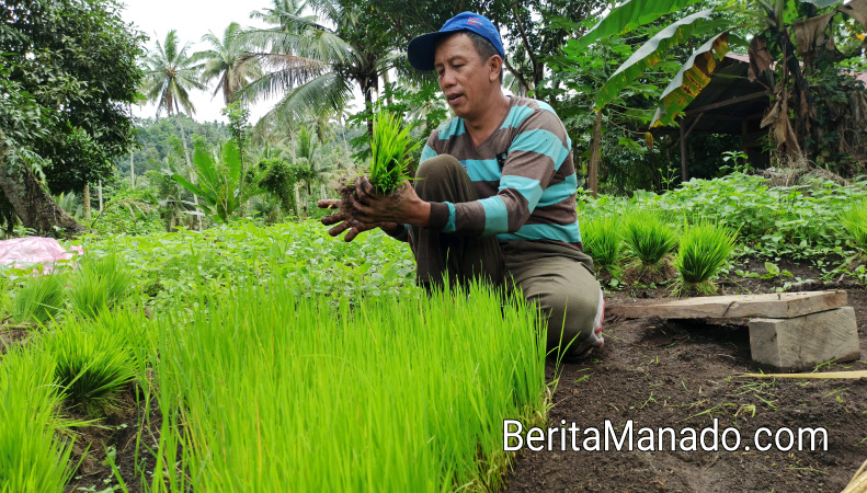 Ini Cara Unik Petani Molompar Menanam Padi Berita