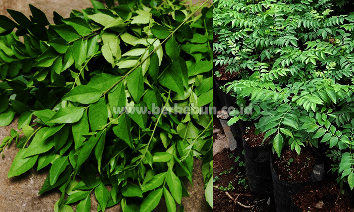 Cara Menanam Daun Kari Dan Perawatannya Yang Tepat