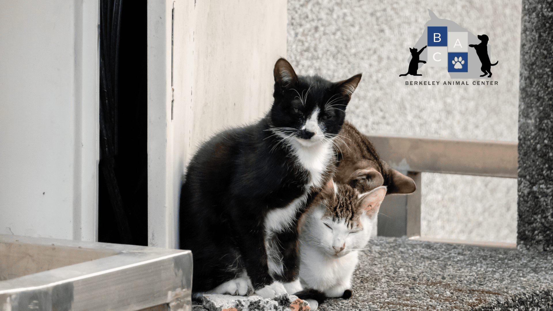 Berkeley Animal Center Begins TNVR Community Cat Program Berkeley