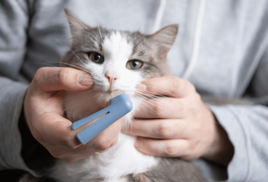 Forms Berkeley Heights Animal Hospital Berkeley Heights, NJ Vet