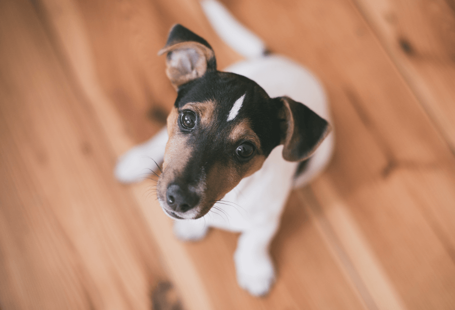 Forms Berkeley Heights Animal Hospital Berkeley Heights, NJ Vet