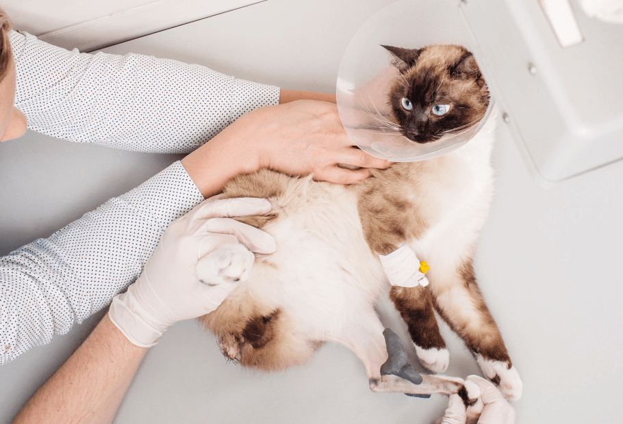 Forms Berkeley Heights Animal Hospital Berkeley Heights, NJ Vet