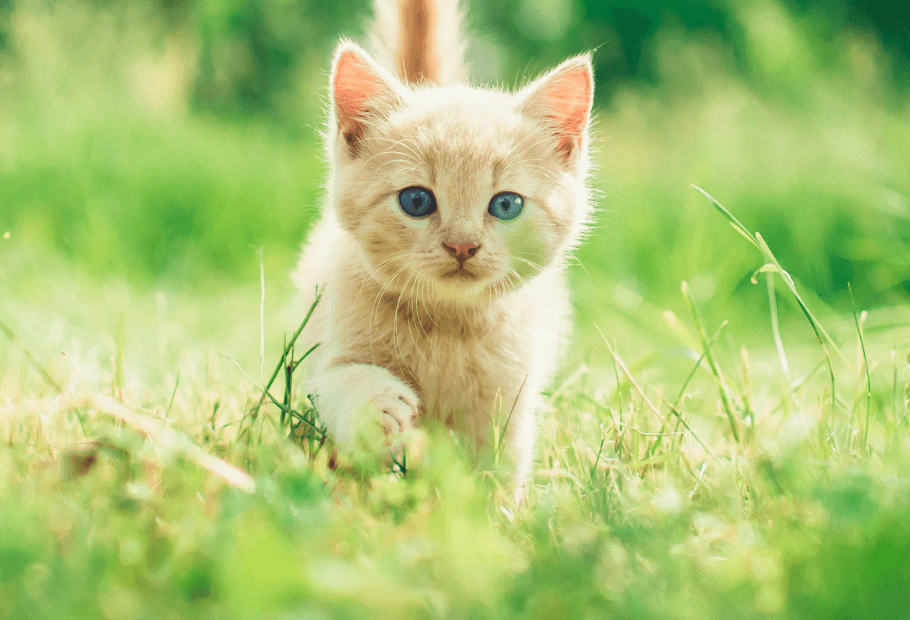 Veterinary Services Near Me 07922 Berkeley Heights Animal Hospital