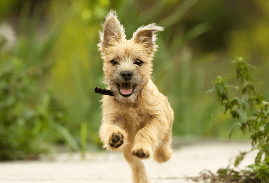 Pet Preventative Care Near Me 07922 Berkeley Heights Animal Hospital