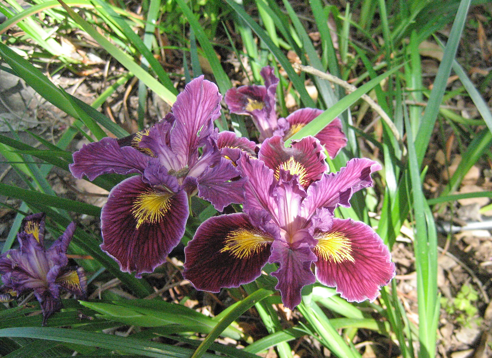 iris 'Pacific Coast' Berkeley Horticultural Nursery Berkeley