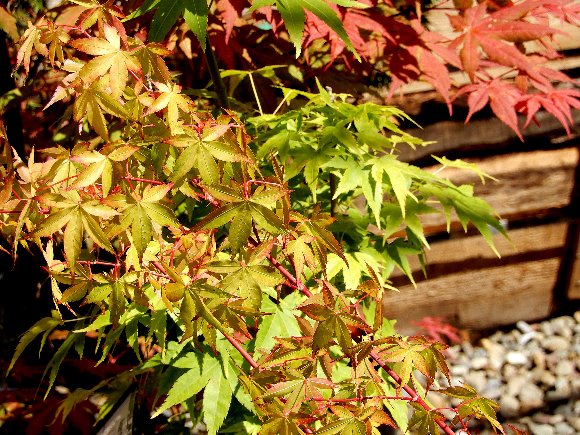 JapaneseMaple Berkeley Horticultural Nursery Berkeley Horticultural