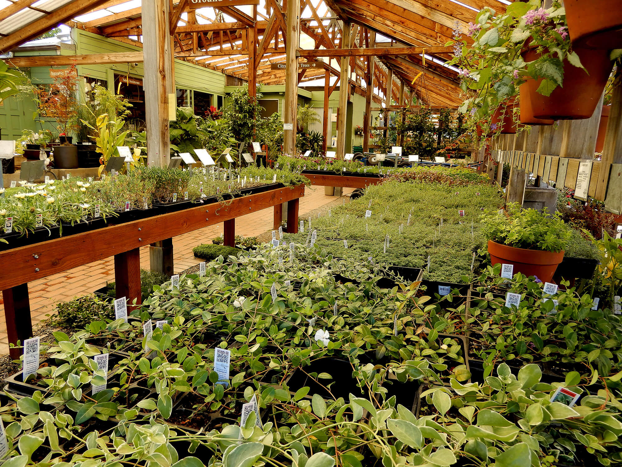 Ground Covers Berkeley Horticultural Nursery Berkeley Horticultural