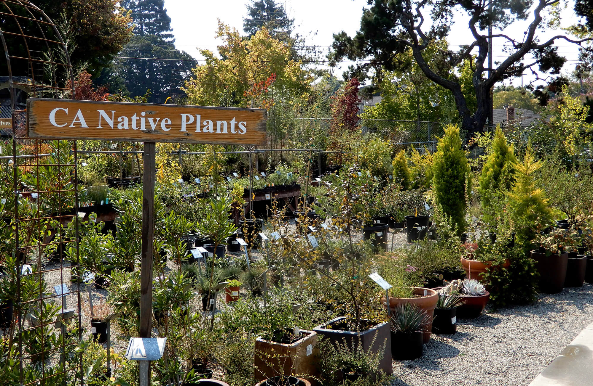 CA Natives Berkeley Horticultural Nursery Berkeley Horticultural Nursery