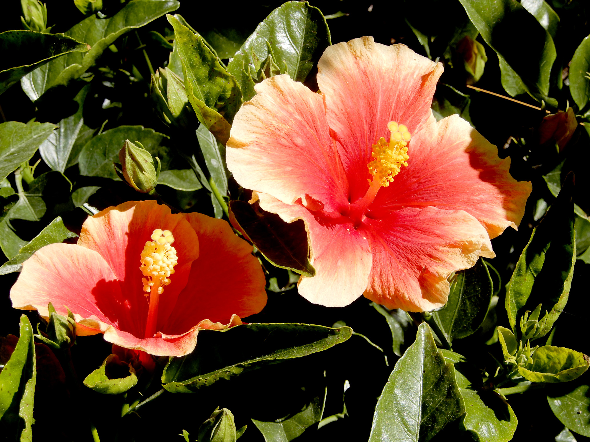 Hibiscus - Berkeley Horticultural Nursery Berkeley Horticultural Nursery