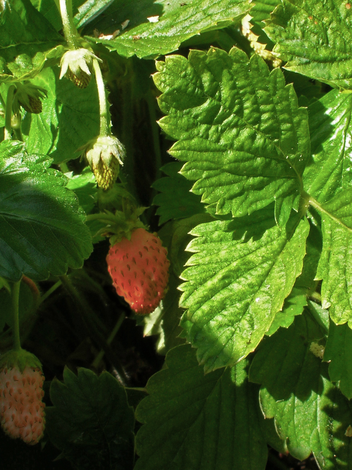 alpine strawberry Berkeley Horticultural Nursery Berkeley