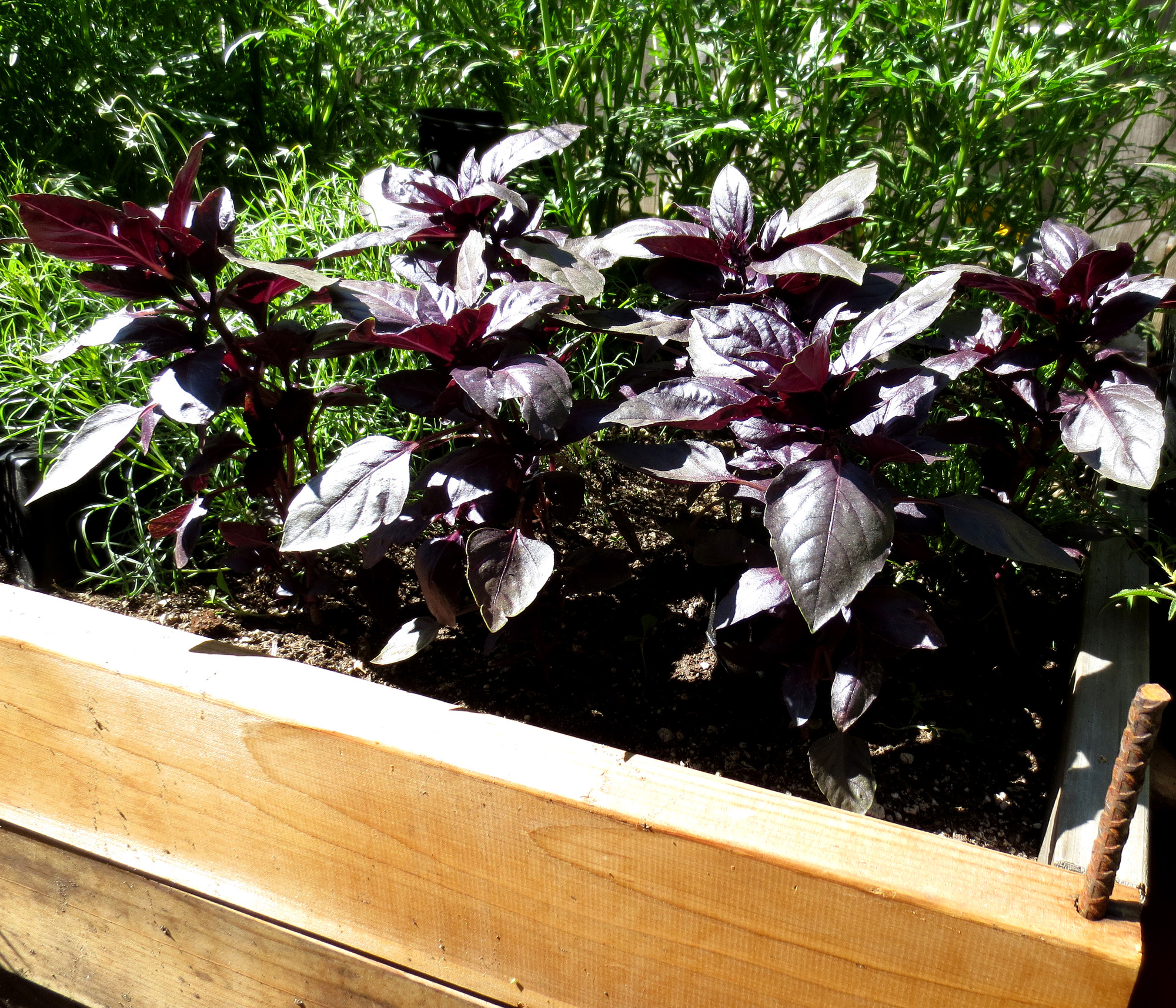 purple basil Berkeley Horticultural Nursery Berkeley Horticultural