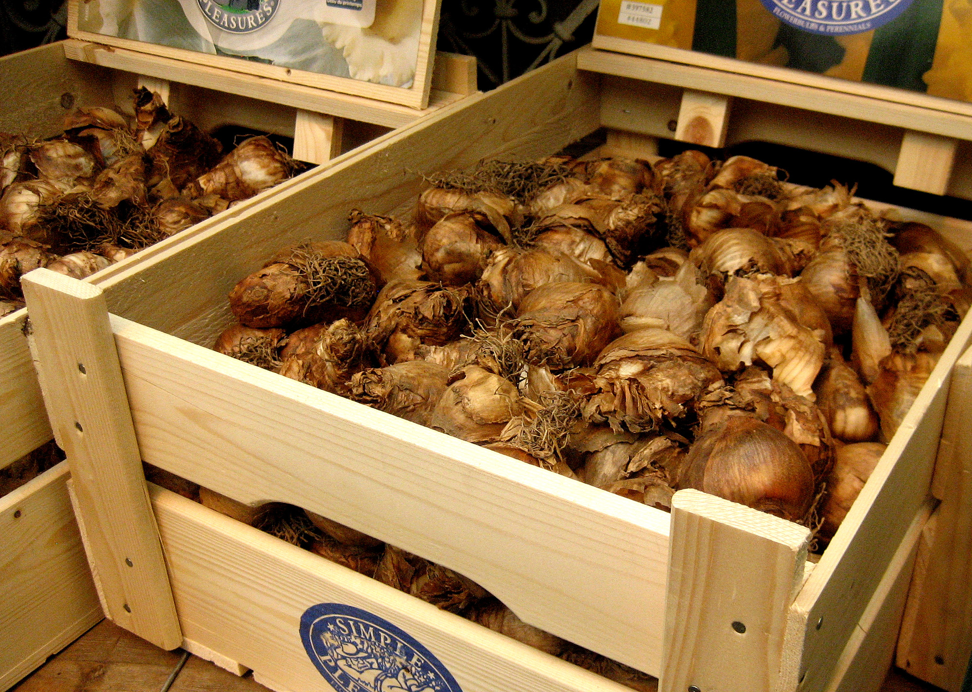 bulbs Berkeley Horticultural Nursery Berkeley Horticultural Nursery