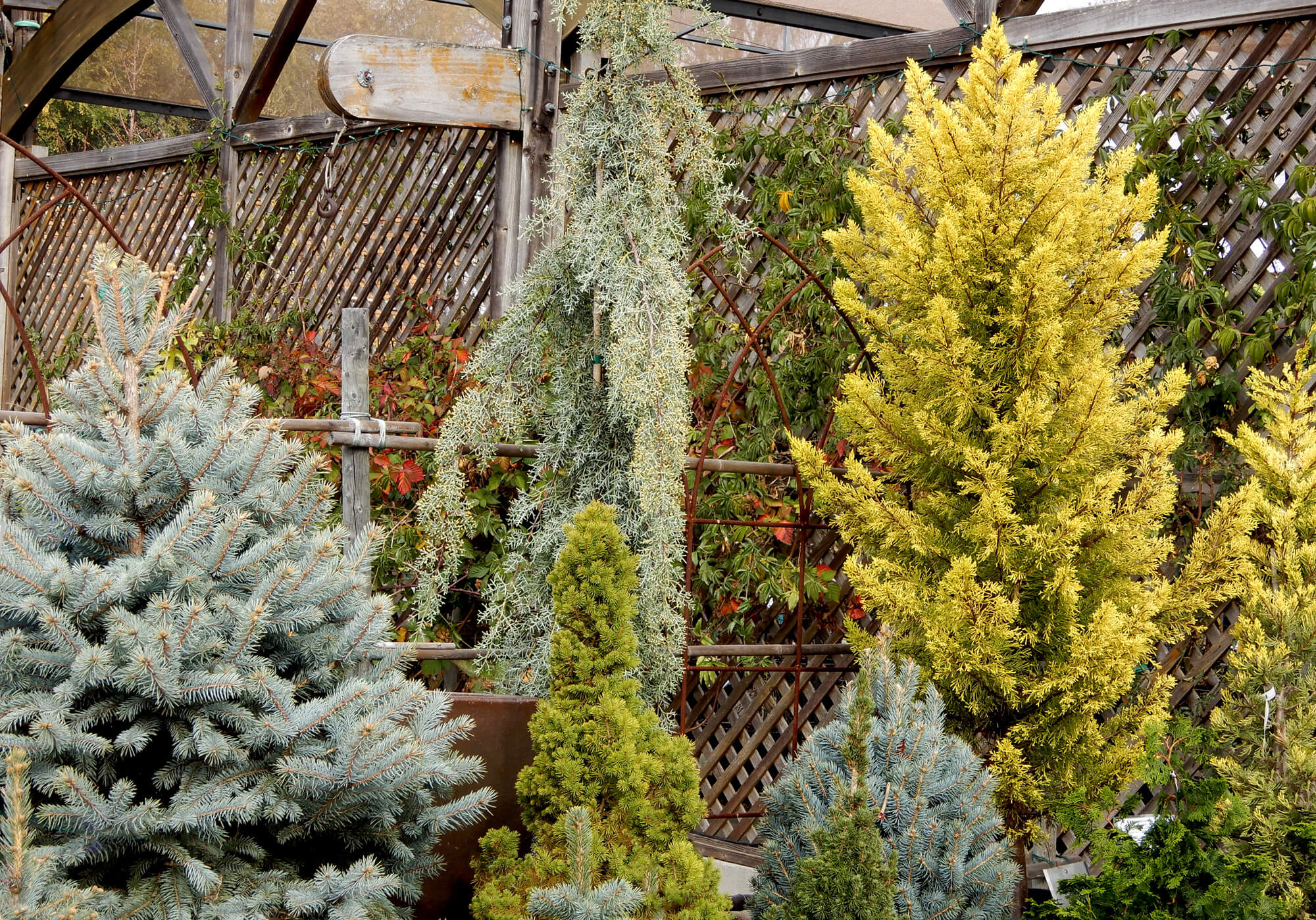 Trees Capture Carbon Berkeley Horticultural Nursery Berkeley
