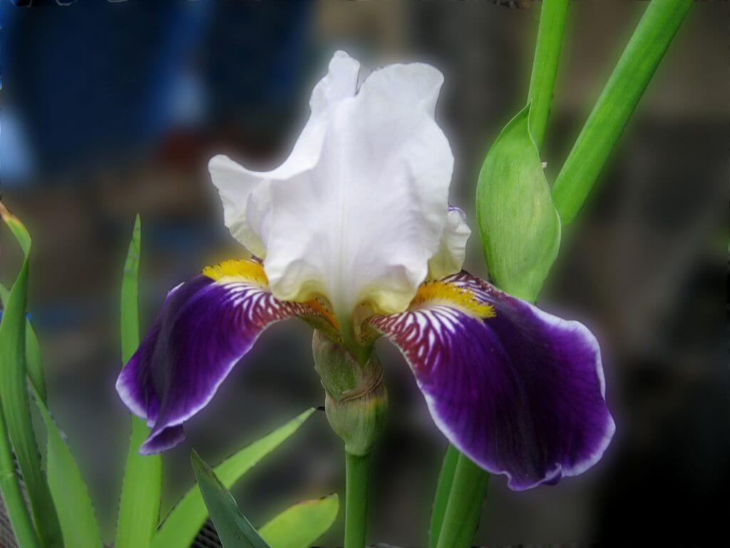 bearded iris Photo by Helen Krayenhoff Berkeley Horticultural Nursery Berkeley Horticultural