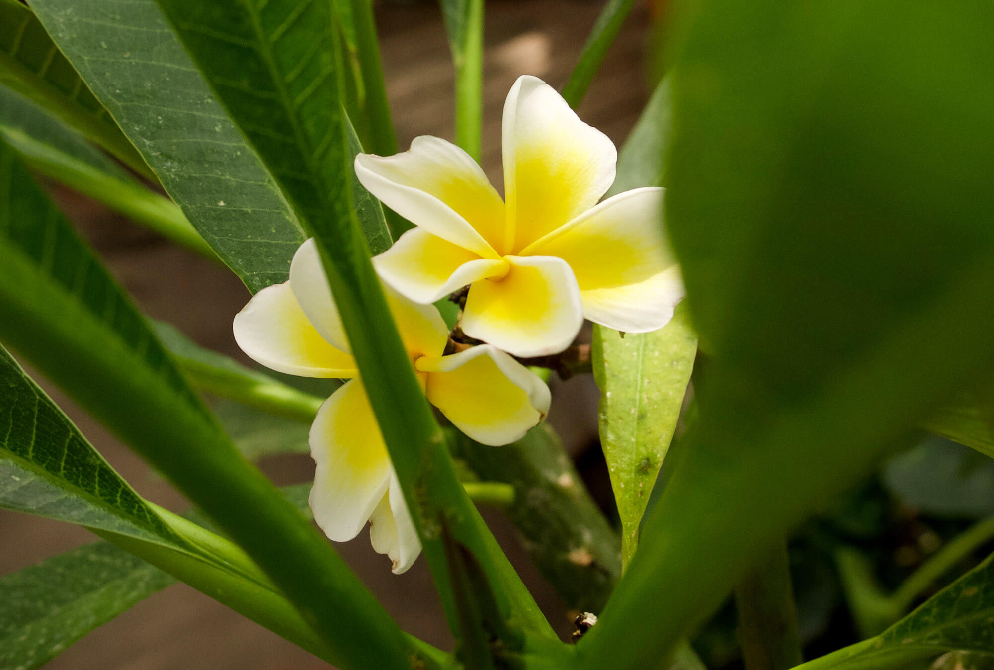 Planting zones; pushing the limits? Berkeley Horticultural Nursery