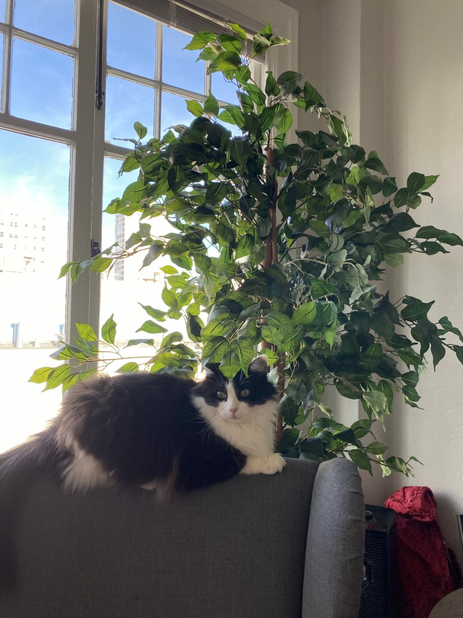 Alumni Update Meadow Soprano Berkeley Humane