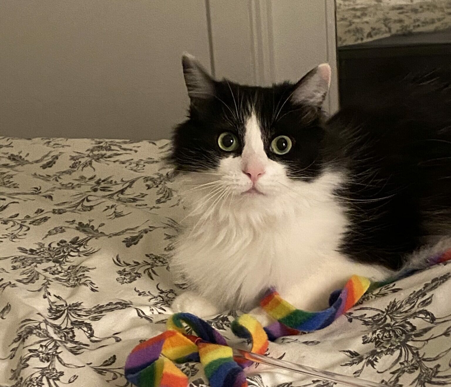 Alumni Update Meadow Soprano Berkeley Humane