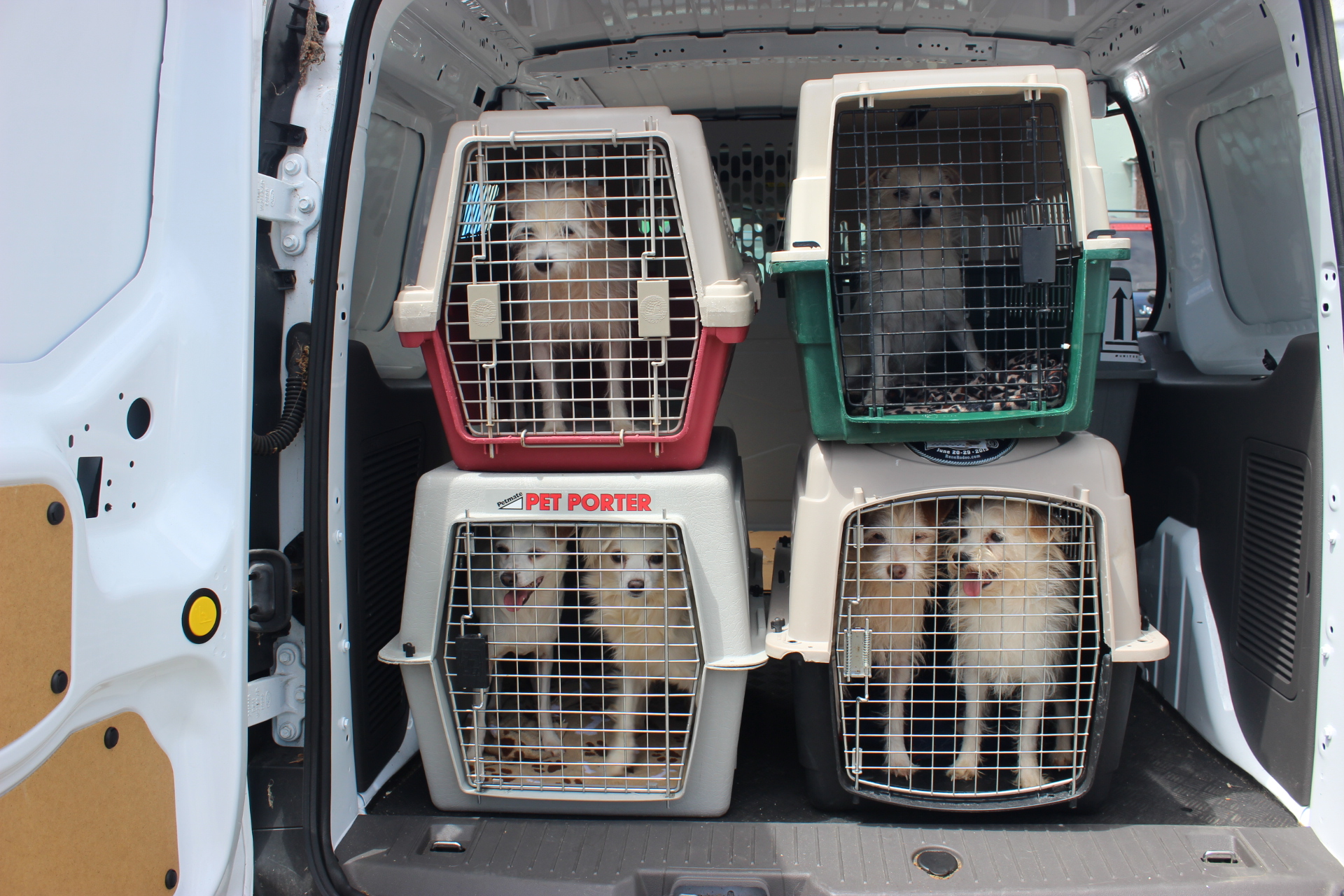 Hoarding 18 Dogs in a Trailer Berkeley Humane