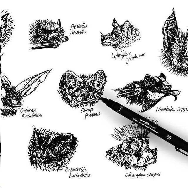 Winter meeting Horseshoe bat draw along with Maisy Inston B&SBBG