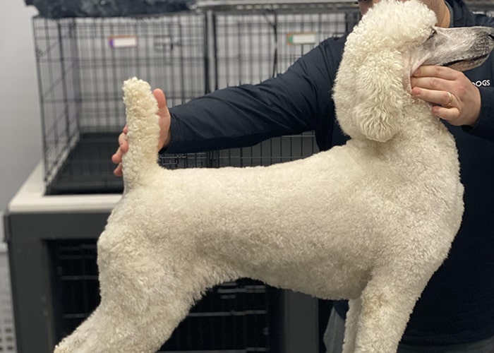 Are Male Poodles Aggressive