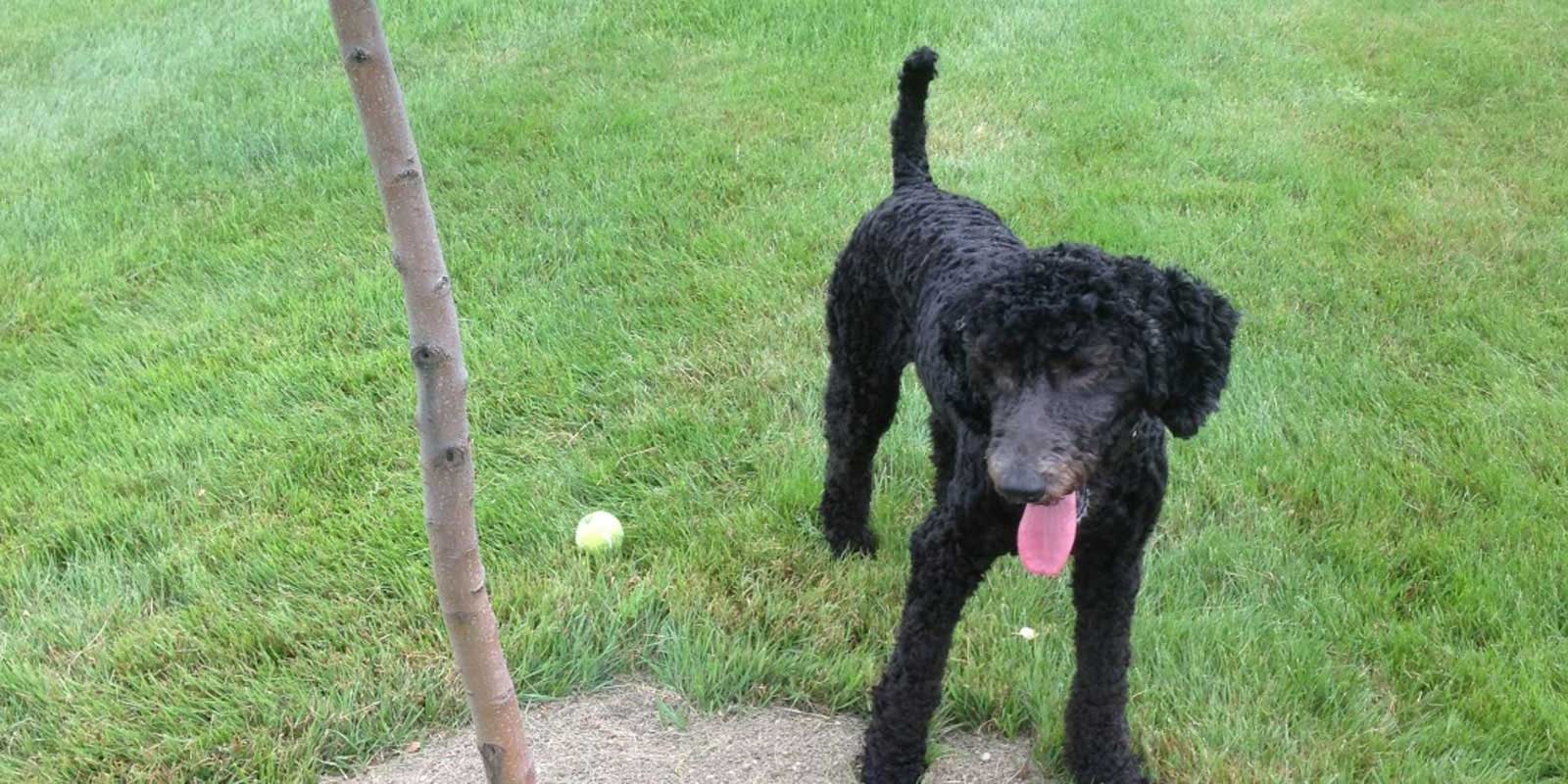 Purebred Poodles for Sale, Poodle Puppies Pittsfield, MA, Albany, NY