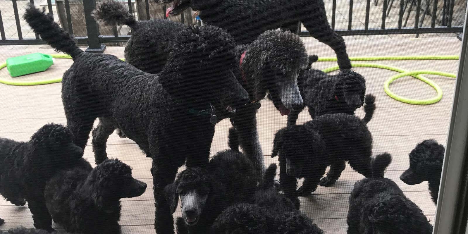 Purebred Poodles for Sale, Poodle Puppies Pittsfield, MA, Albany
