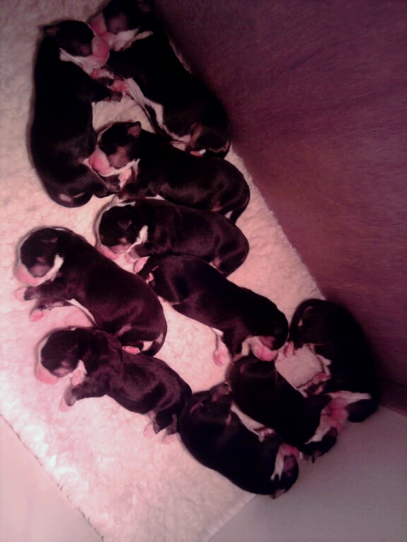 Bernemcourt Bernese Mountain Dogs, Kennel, Northern Ireland