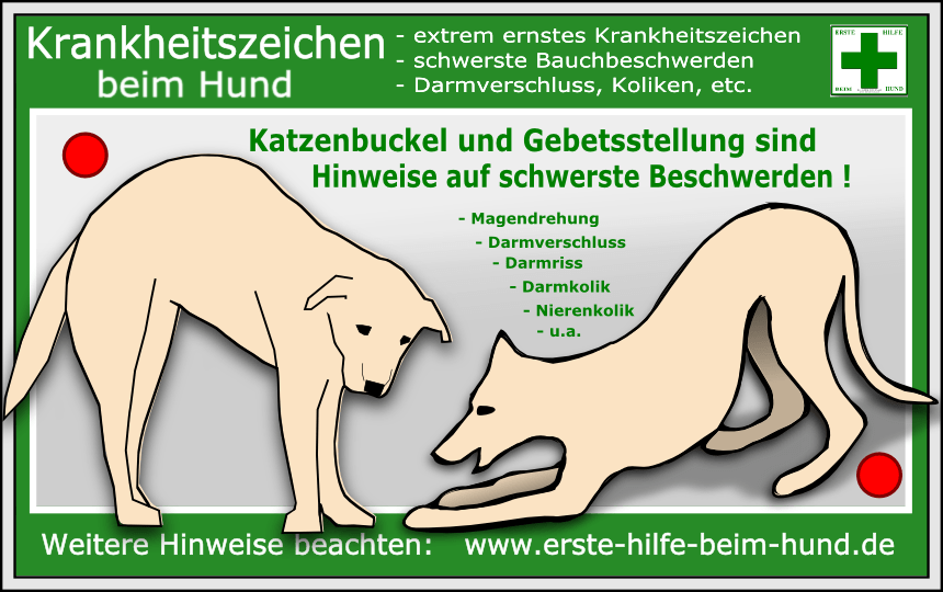 Erste Hilfe für Hunde BSNH e.V.