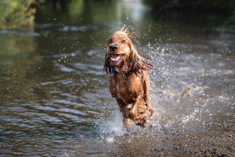 How Much Should Cocker Spaniel Weigh? Cocker Spaniel Weight Calculator.