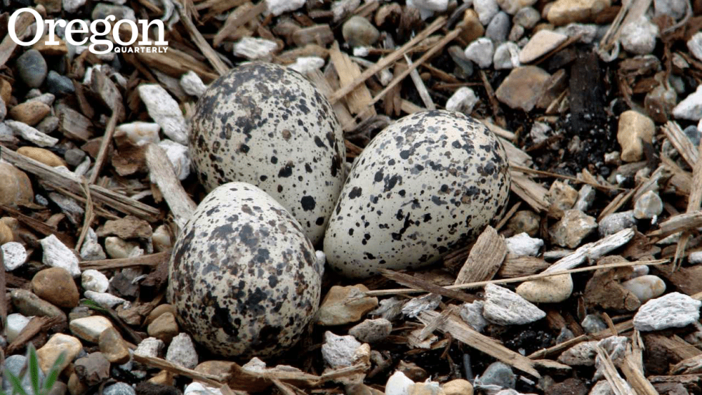 Killdeer! No, don’t kill deer; it’s a bird!