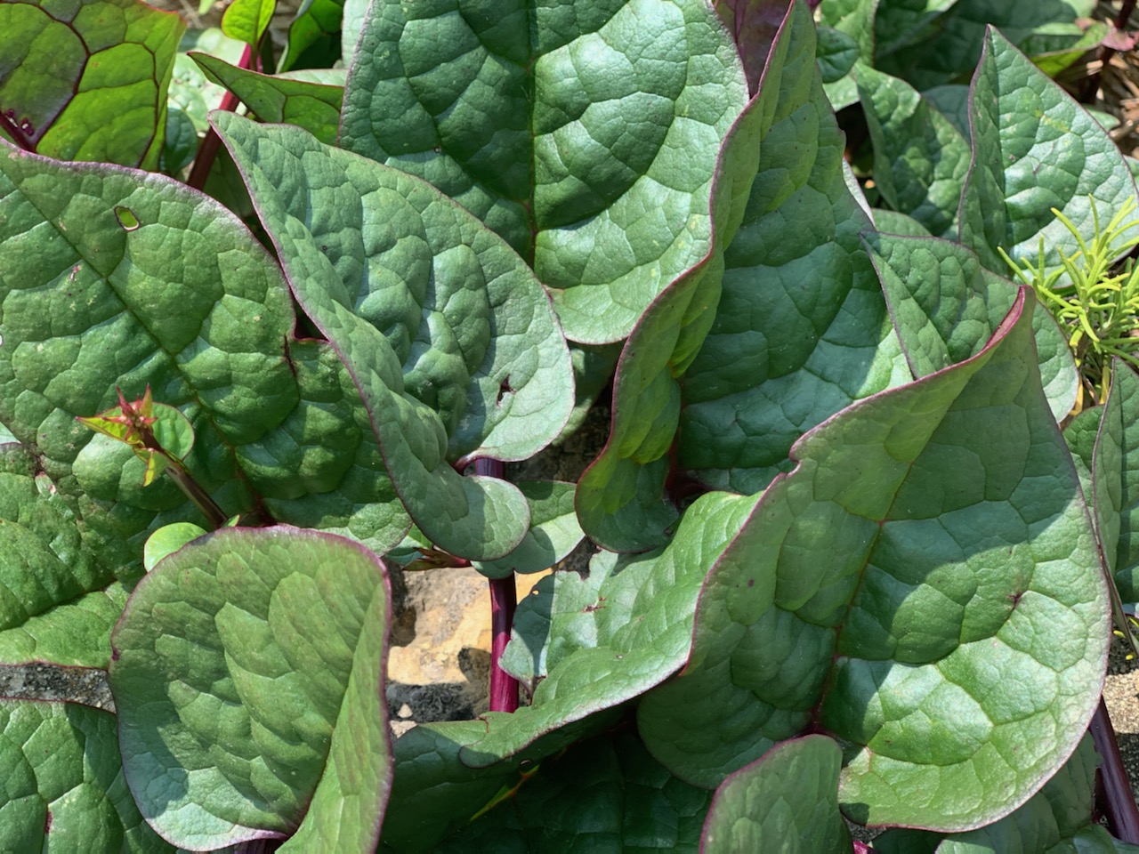 Featured Edible Garden Plant Malabar Spinach Bernheim Arboretum and