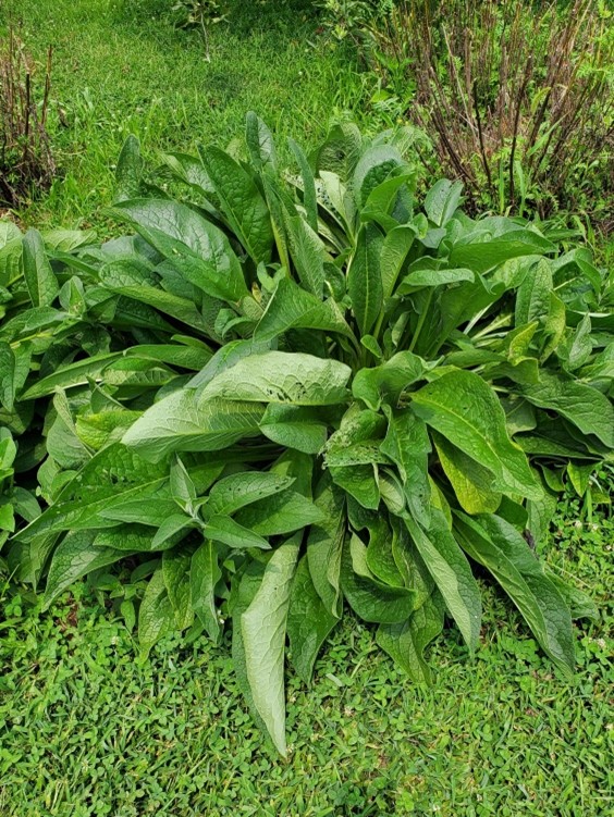 Featured Edible Garden Plant Comfrey Bernheim Arboretum and Research Forest