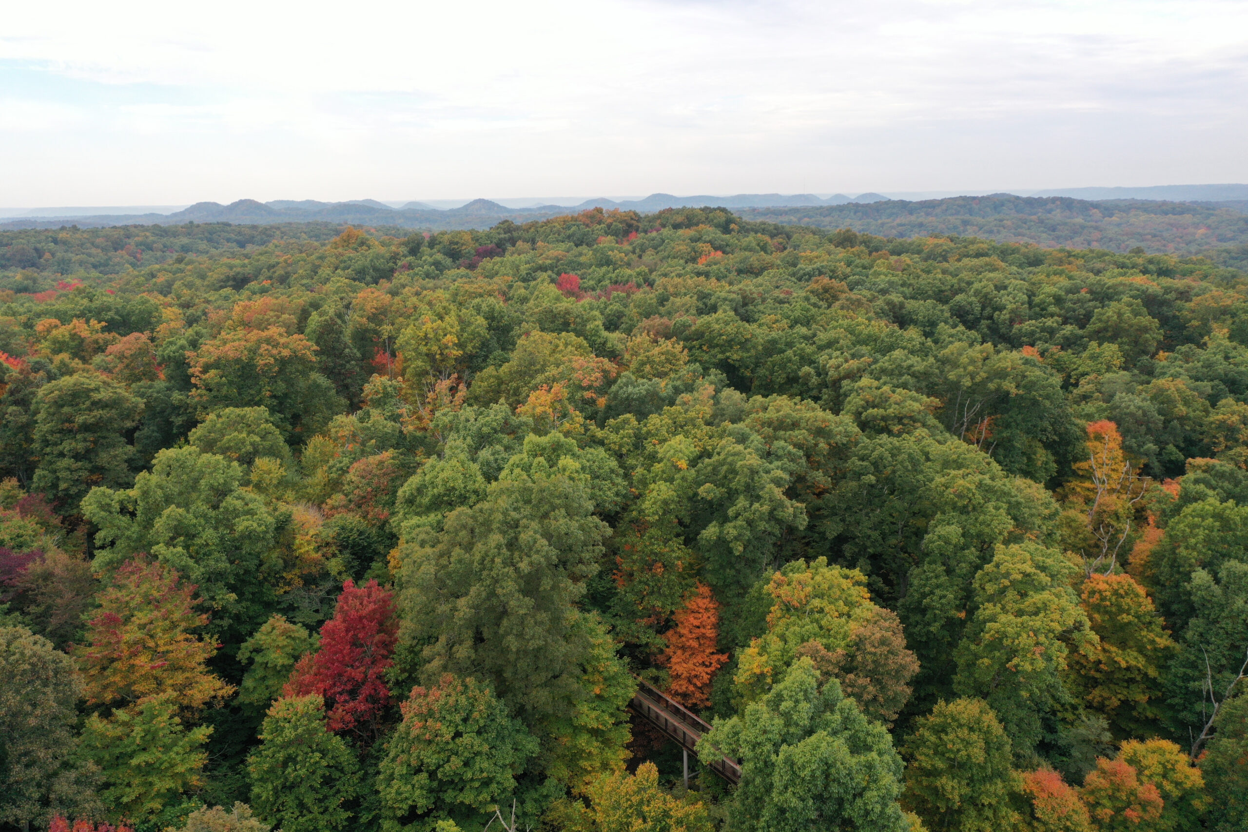 Nature’s Notebook: Is Bernheim an Old Growth Forest? | Bernheim