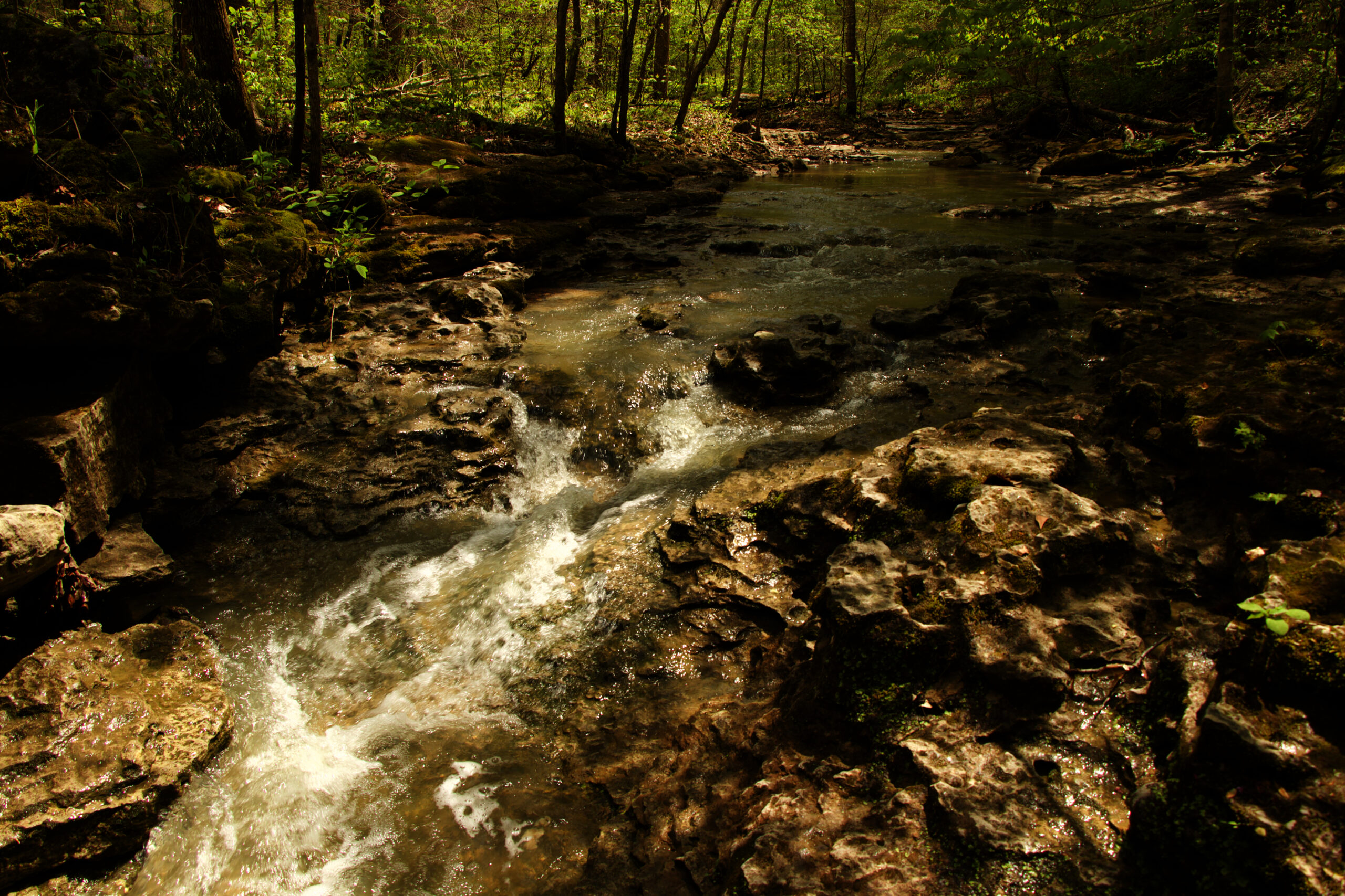 From Faucet to Forest Water Conservation at Home Bernheim Forest and