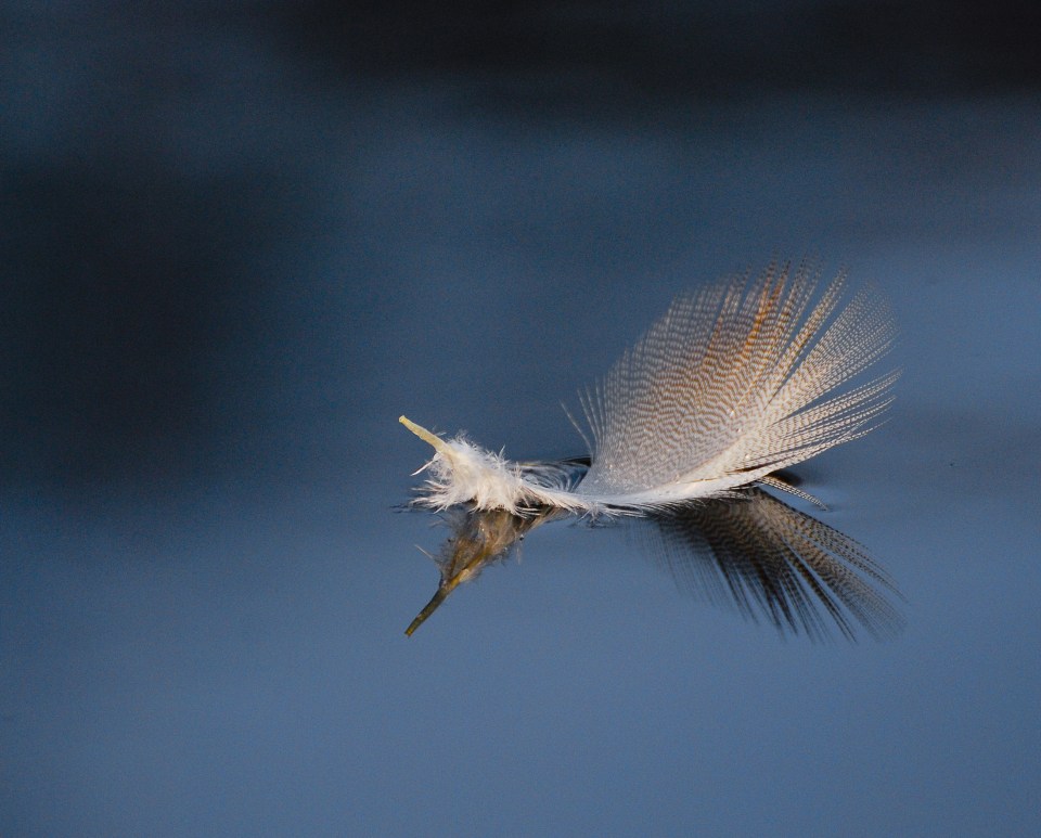 A white feather floating on blue water, illustration for Hope post. Picture by Bernie Delaney.