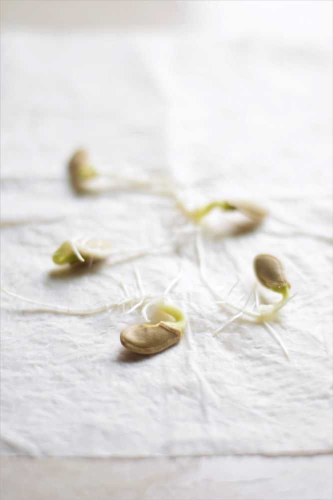 How to Germinate Seeds in Paper Towels Berries and Pie
