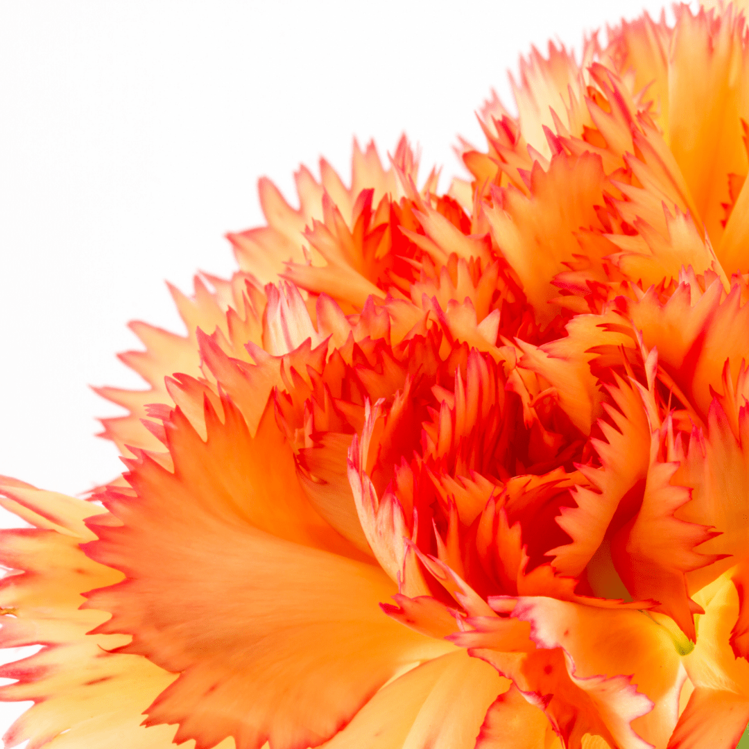 Claveles a Domicilio Rojos, rosa, vinotinto, amarillos, idealies para