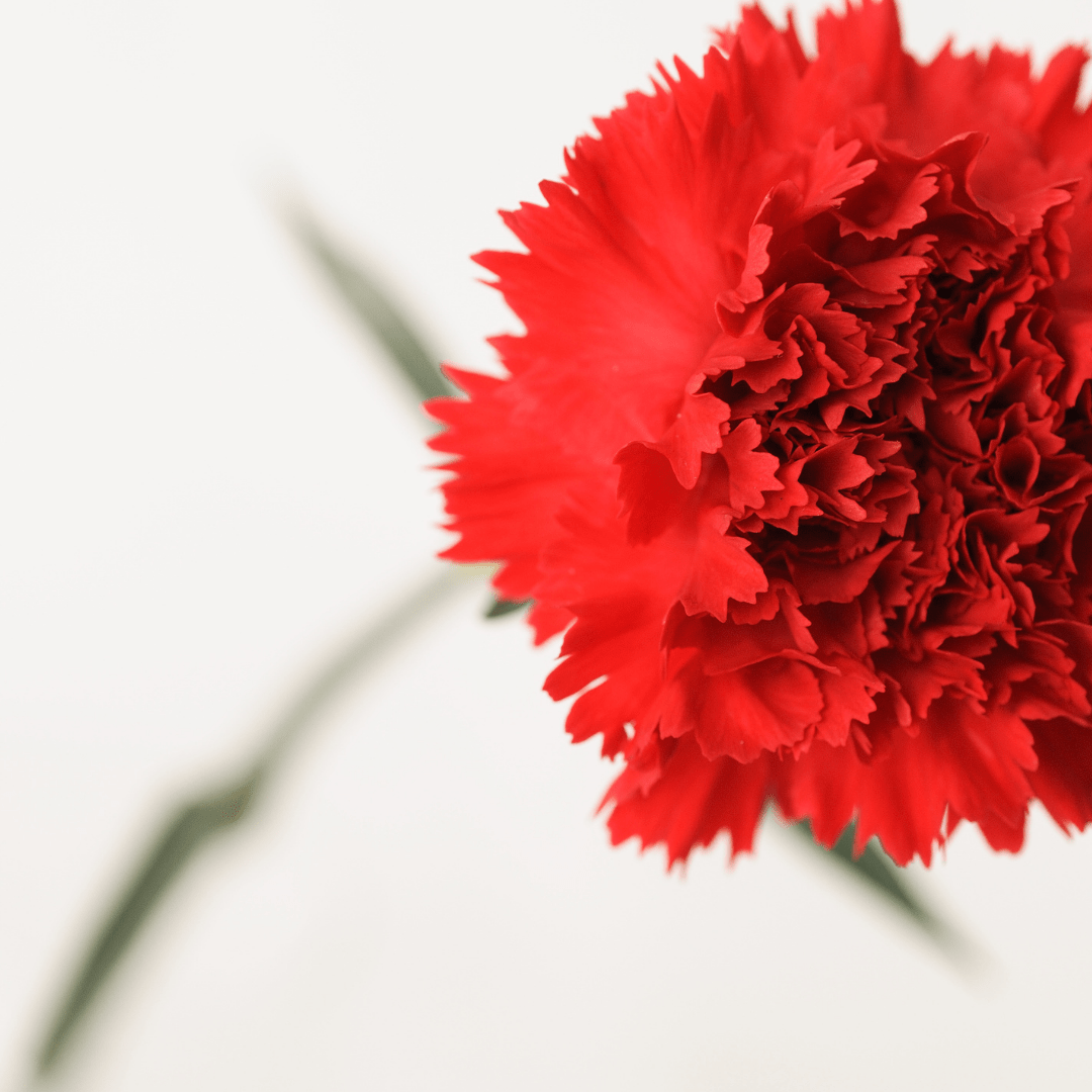 Claveles a Domicilio Rojos, rosa, vinotinto, amarillos, idealies para