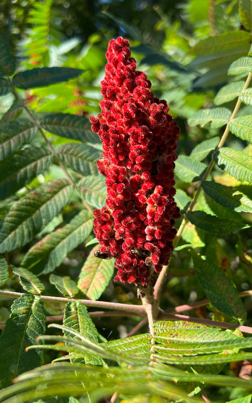 Natural Dyeing with Sumac Berry Lake Fiber Arts