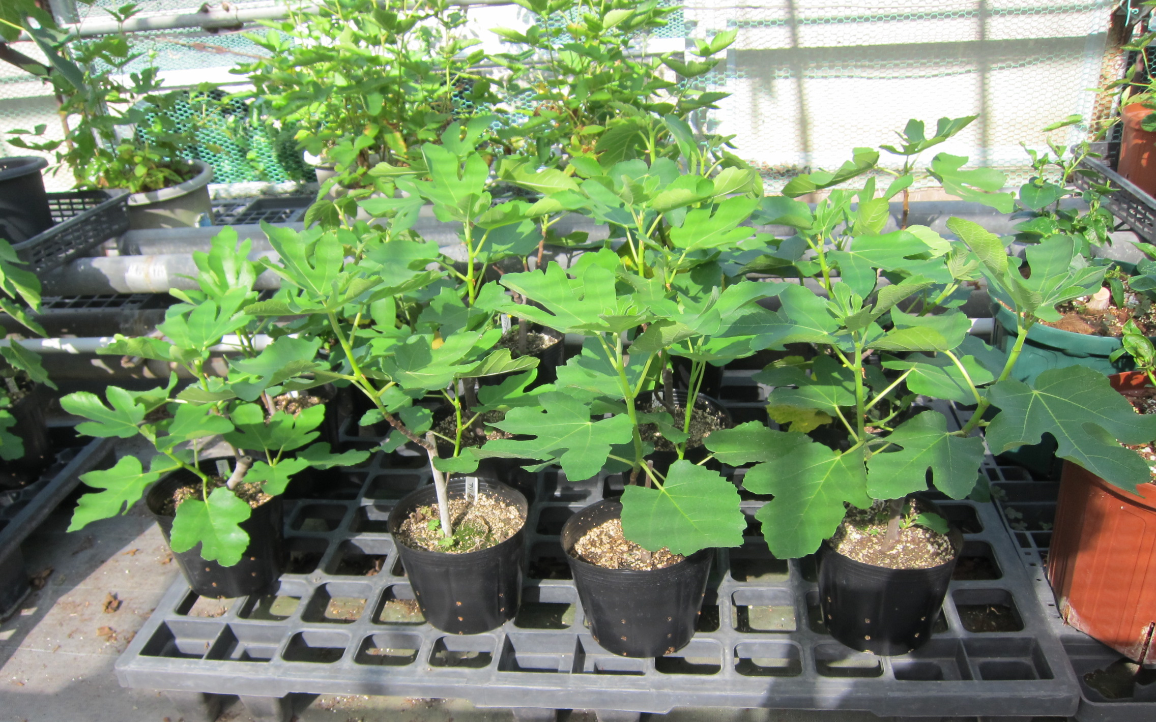 List of 20++ いちじく 育て 方 ベランダ with Pics