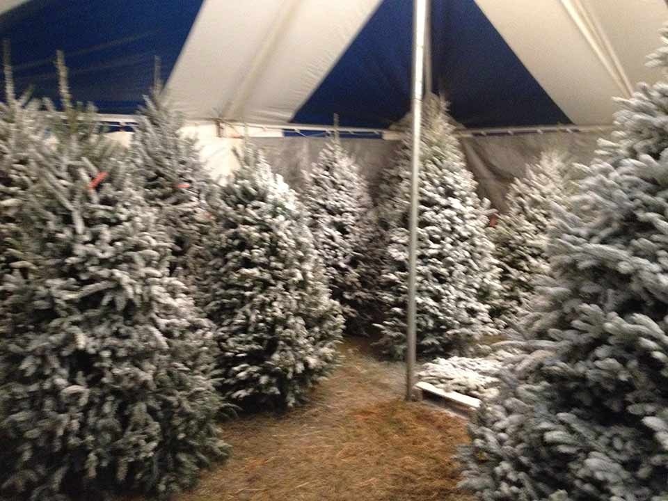 Fun at the Farm Berry's Christmas Tree Farm