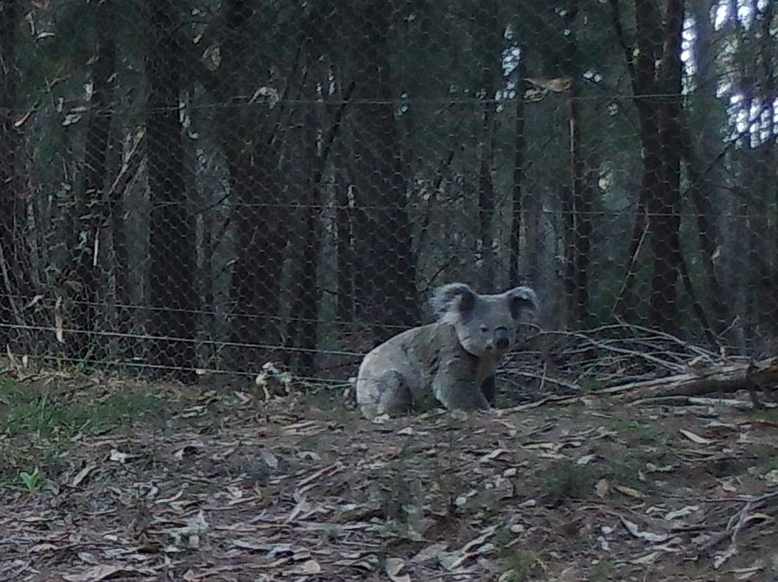2023 the good, bad and ugly prospects for koalas Koalas from Dignams to Wapengo