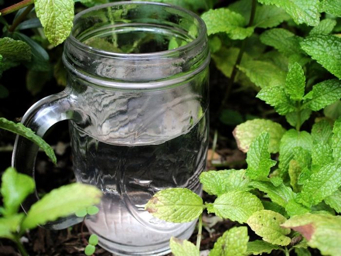 Eucalyptus Spearmint* Fragrance Oil BeScented Soap and Candle Making