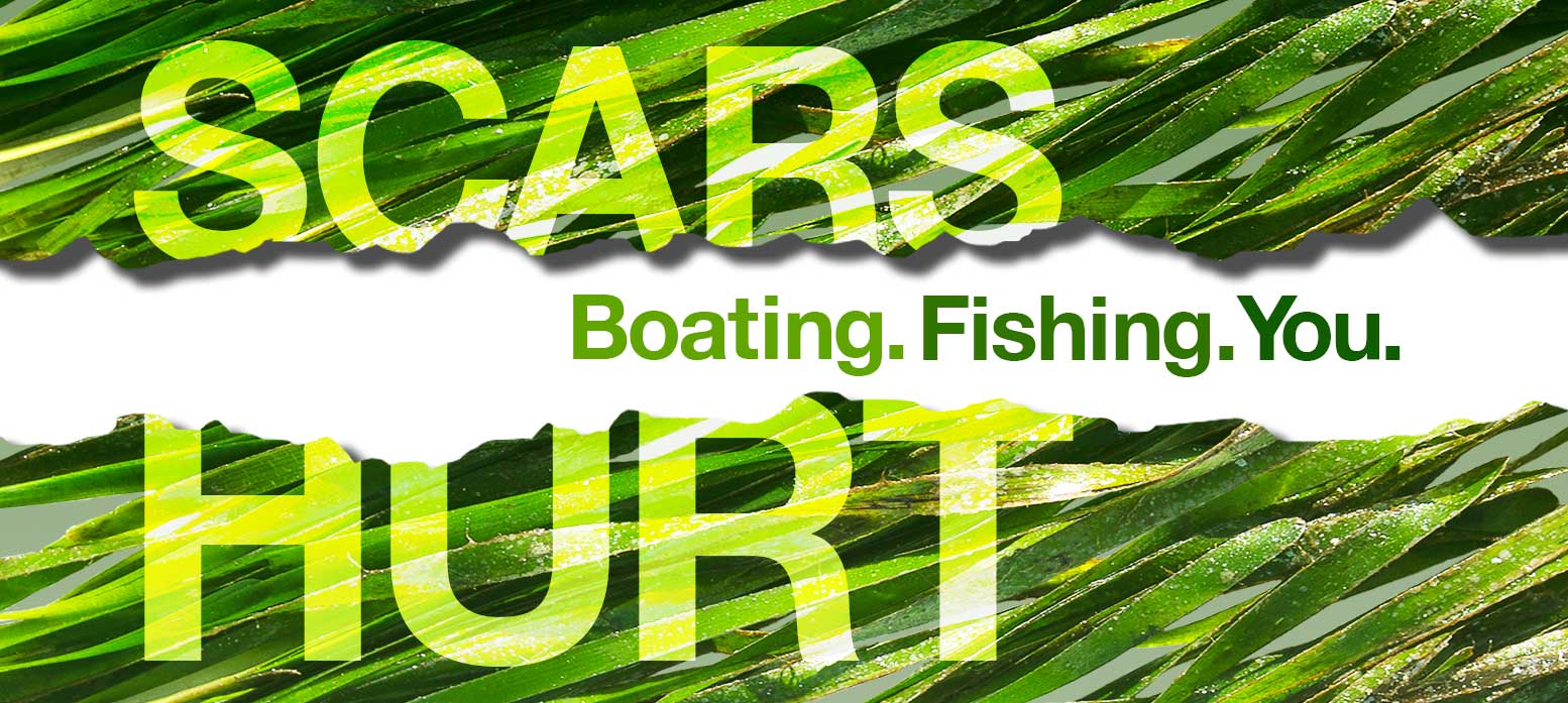 Be Seagrass Safe Learn how to keep seagrass beds healthy