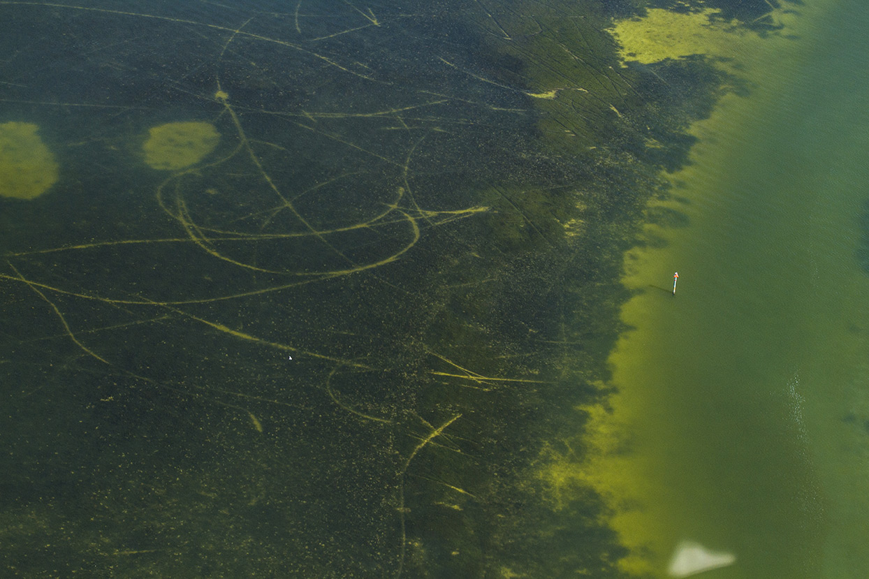 Be Seagrass Safe Learn how to keep seagrass beds healthy