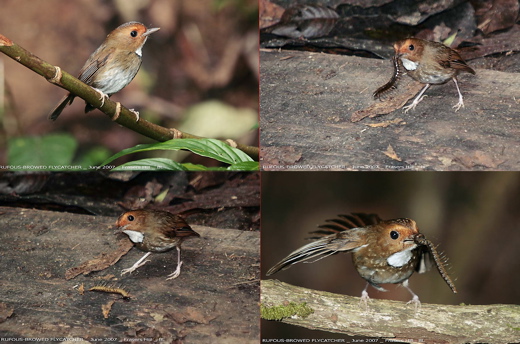 Birds and centipedes - Bird Ecology Study Group