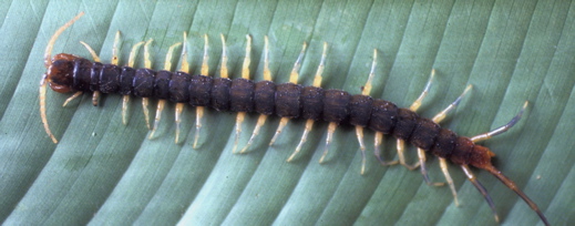Birds and centipedes - Bird Ecology Study Group