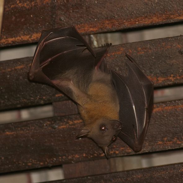 Bats roosting in my porch 9. Mating Bird Ecology Study Group