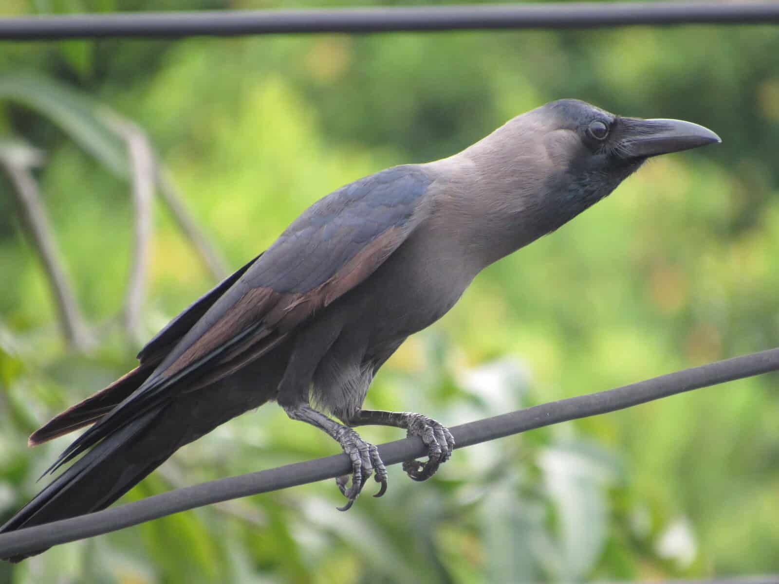 House crows scavenge a road kill rat Bird Ecology Study Group